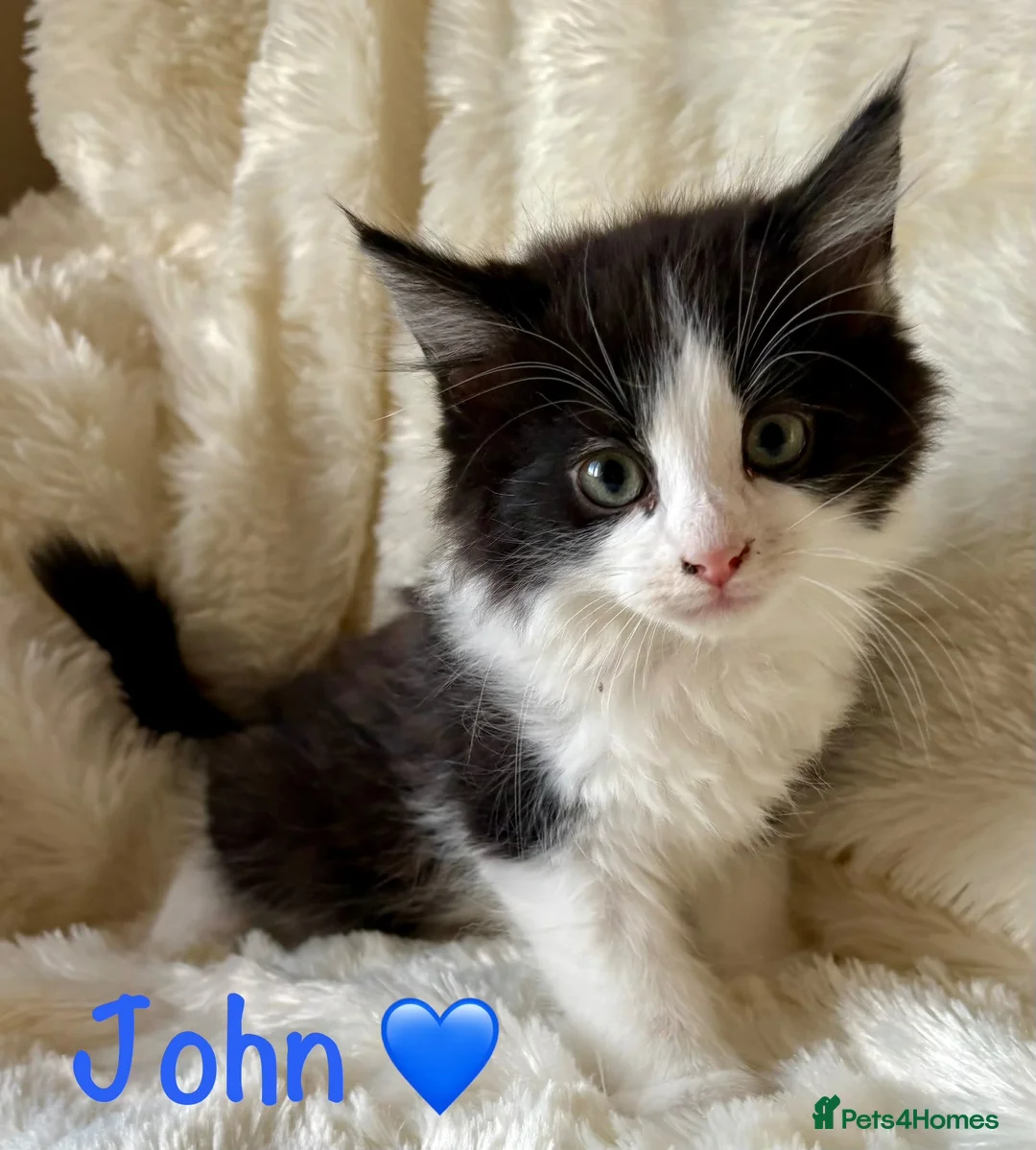 Mixed Breed cats for sale: Meet the Shelby Kittens ❤️ - Advert 6