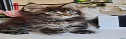 Maine Coon cats for sale: GCCF REGISTERED MAINE COON KITTENS - Advert 9
