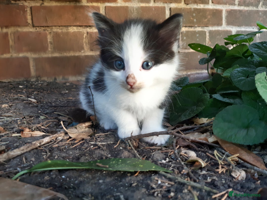 Mixed Breed cats for sale: 6 Kittens Available to take home today 😸  - Image 24