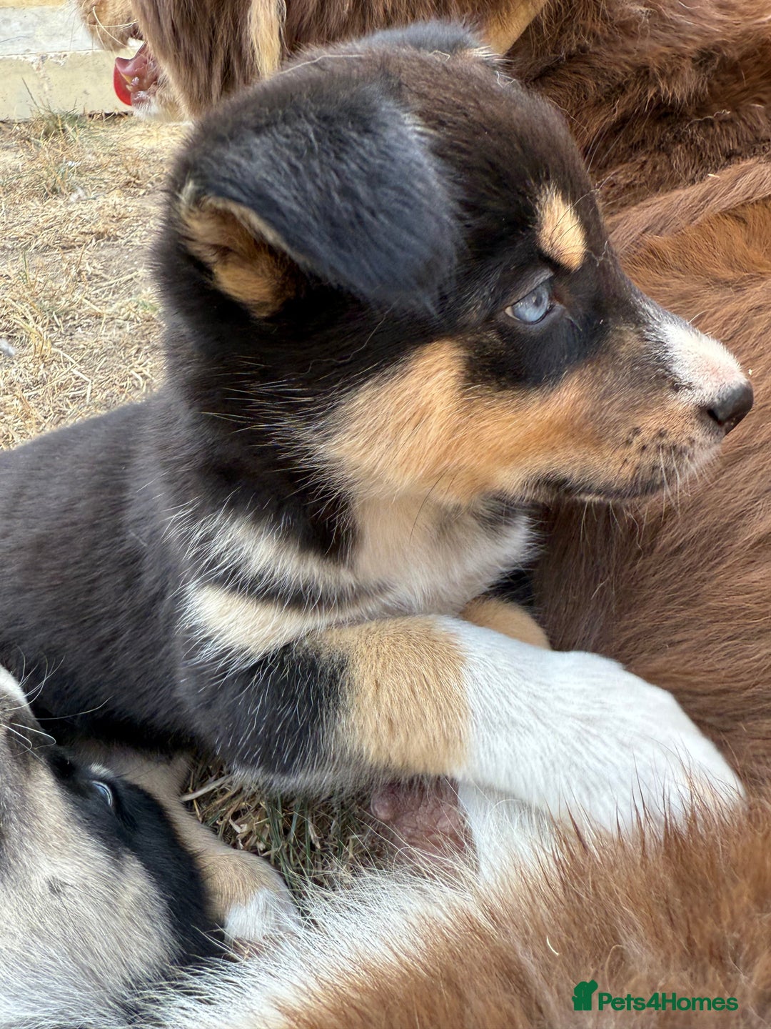 Pomsky dogs for sale: 1 girl 1 boy❗️fully vaccinated - READY 🏡  - Image 3
