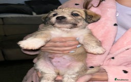 Mixed Breed dogs for sale: Jackie Bichon Pups - Image 3