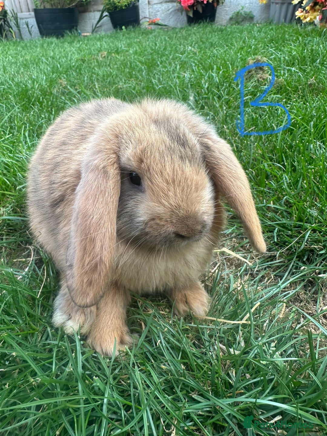 Mini Lop rabbits for sale: Mini Lop Rabbits For Sale  - Image 14