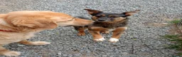 Mixed Breed dogs for adoption: ❤️ELLA❤️– SMALL GIRL FIRST IN LINE FOR CUDDLES - Advert 12