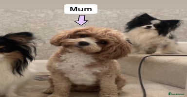 Cavapoo dogs - Advert 9