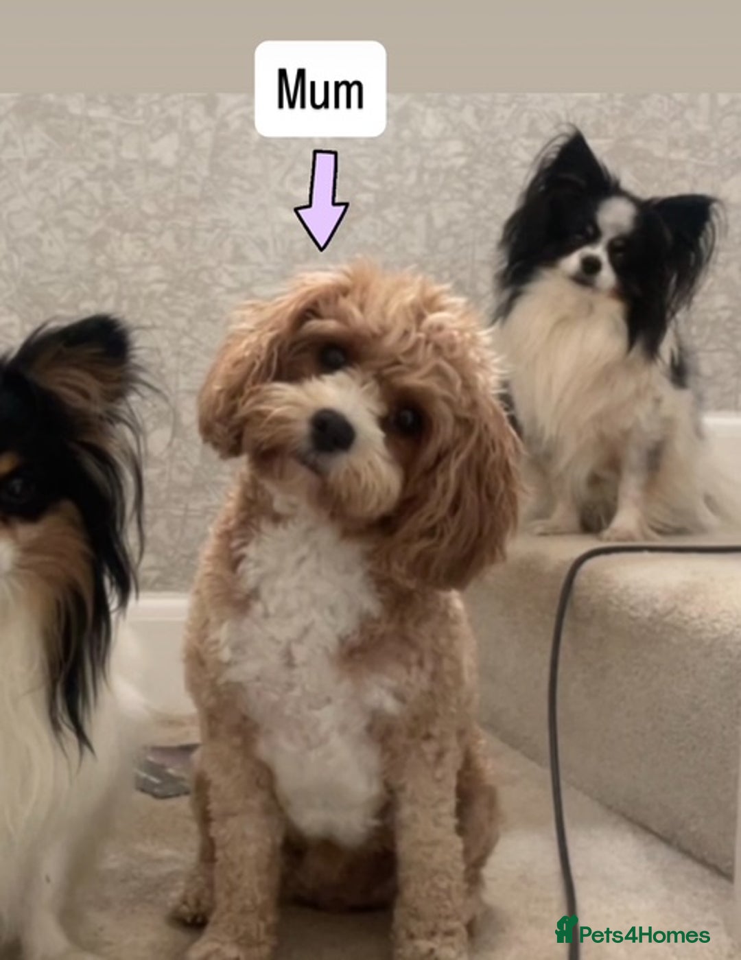 Cavapoo dogs for sale: 💕🐾 Tiny Paws, Big Heart 🐾💕Toy Cavapoo  - Image 11