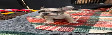 French Bulldog 1
