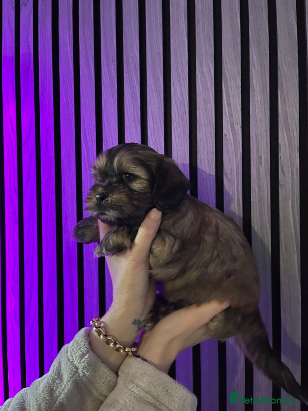 Mixed Breed dogs for sale: Beautiful Shih Tzu X Maltese pups  - Advert 4