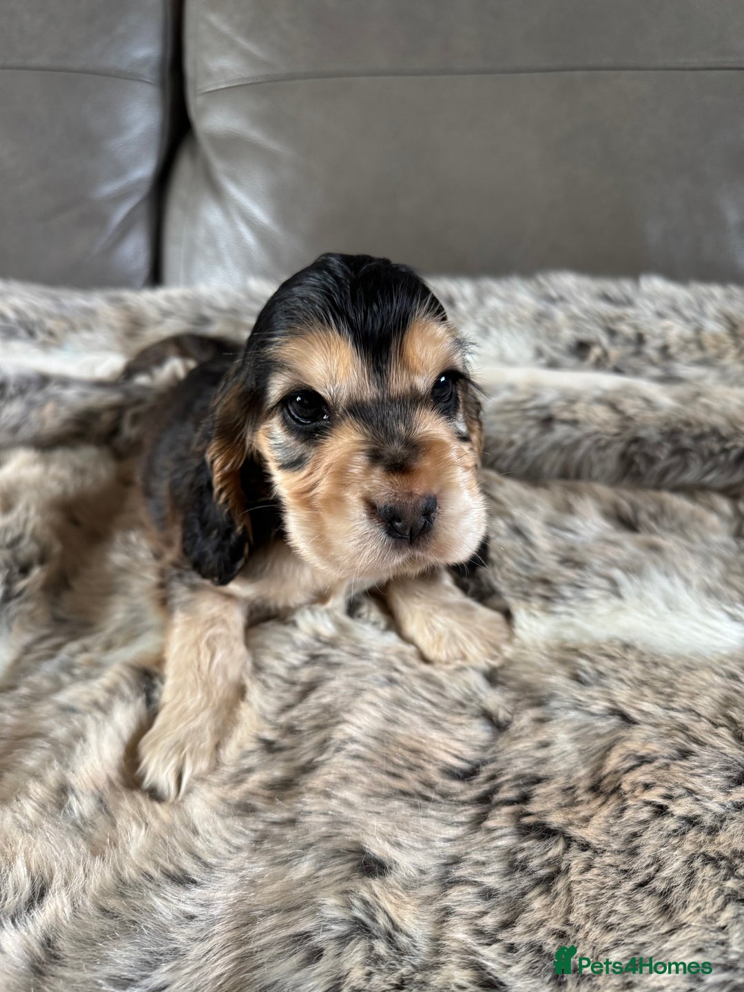 Cocker Spaniel dogs for sale: 🐶 Beautiful Show-Type Cocker Spaniel Puppies 🐶 - Advert 18