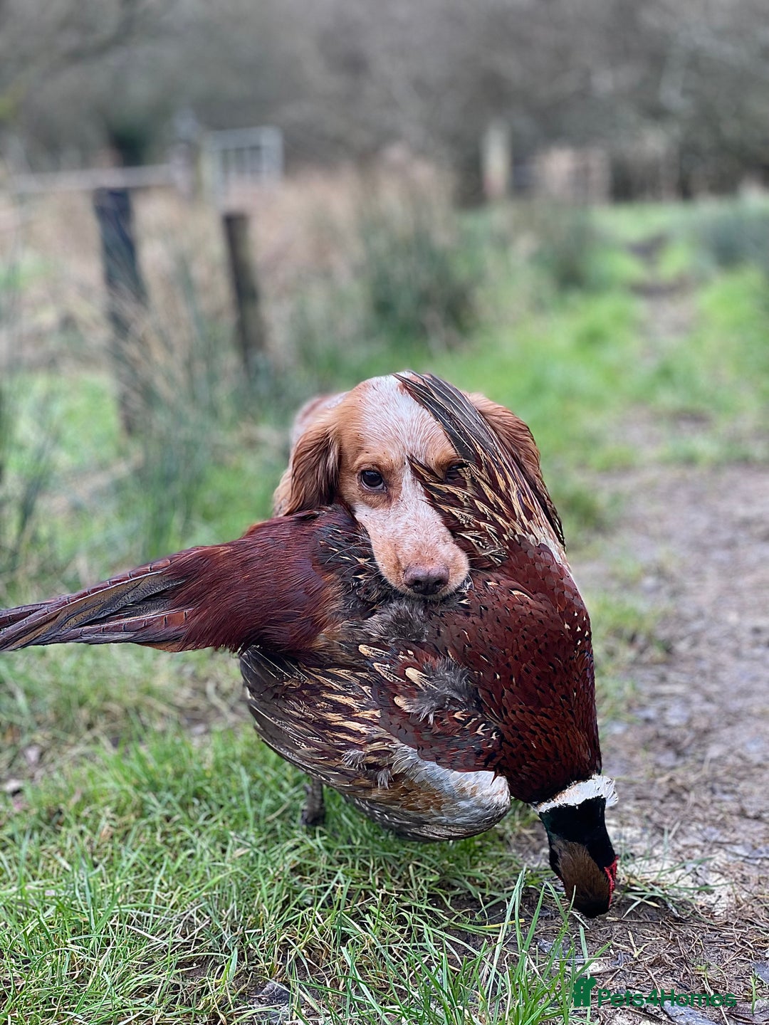 Cocker Spaniel dogs for stud: Working Cocker Stud  - Advert 5