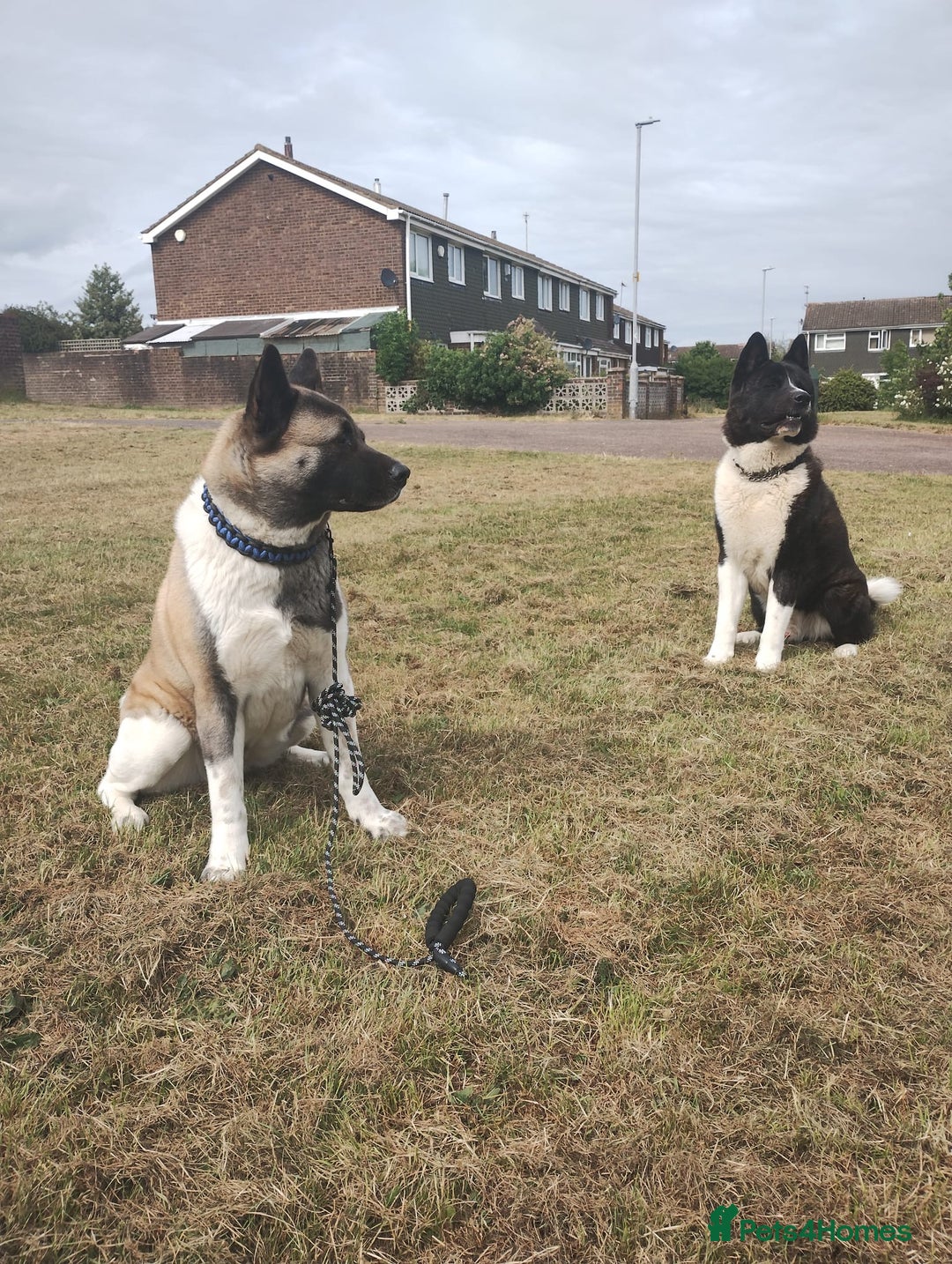 Akita dogs for sale: Akita Puppies for Sale - Advert 15