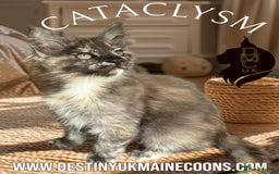 Maine Coon cats for sale: Full Pedigree Maine Coon Kittens - Image 3
