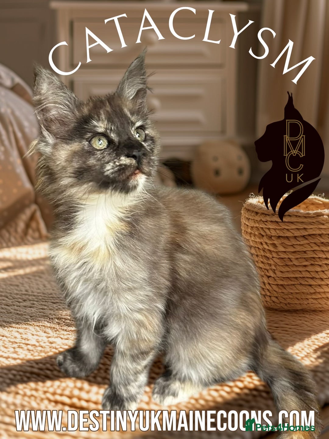 Maine Coon cats for sale: Full Pedigree Maine Coon Kittens - Image 3