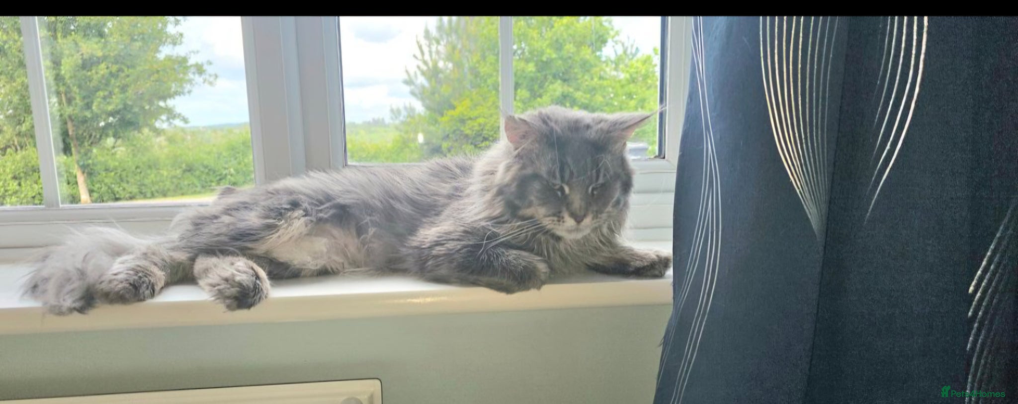 Maine Coon cats Male maine coon  - Advert 12