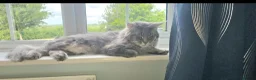 Maine Coon cats for sale: Male maine coon  - Advert 1