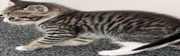 Mixed Breed cats for sale: LAYLA’S GORGEOUS LITTER OF FIVE 🐱 🐈 🐈‍⬛ 🐱 🐈  - Advert 22