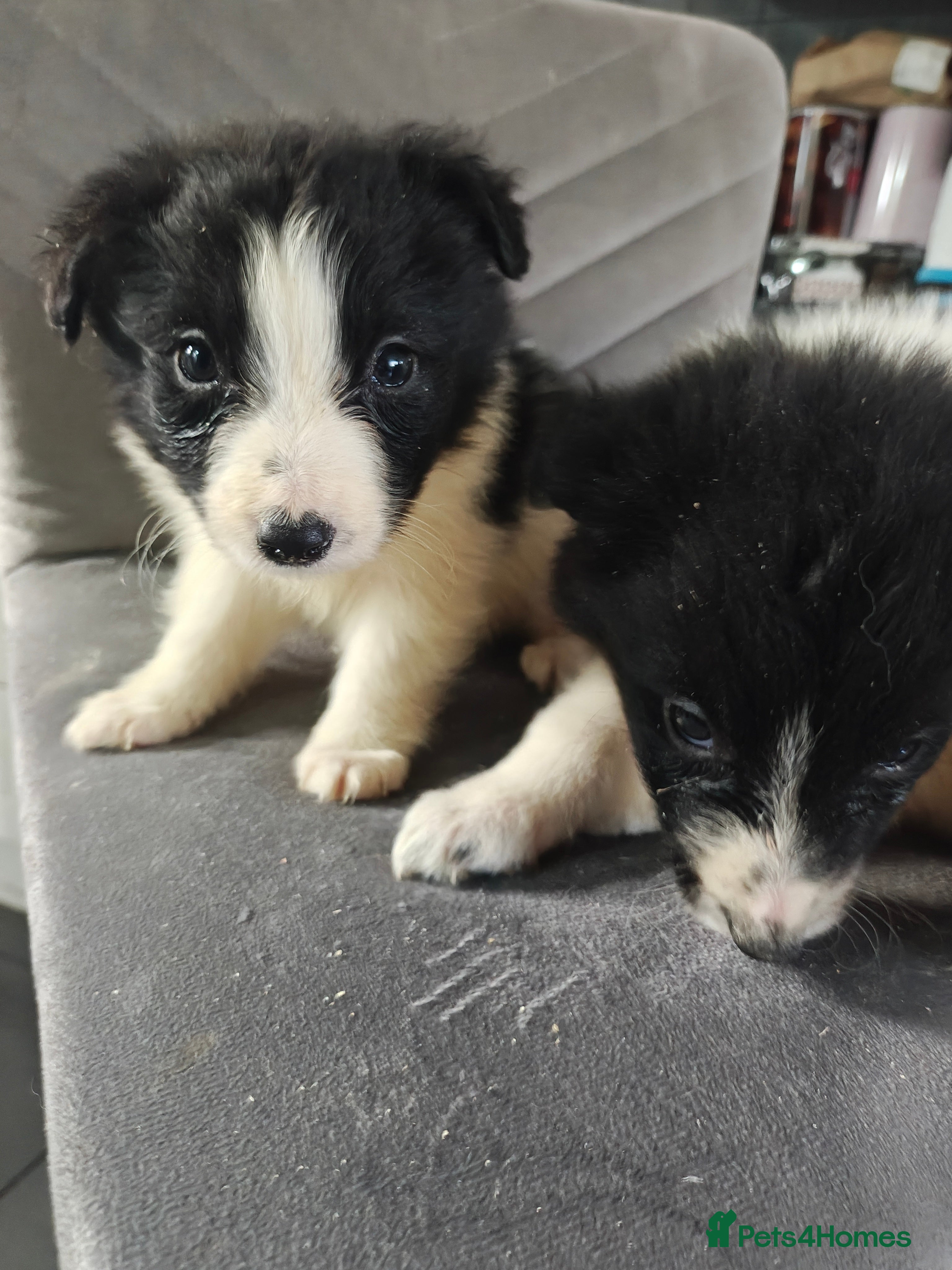 Border Collie dogs Border collie pups  - Advert 1