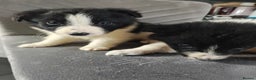 Border Collie dogs for sale: Border collie pups  - Advert 3