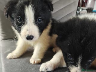 Border Collie dogs Border collie pups - Advert 1