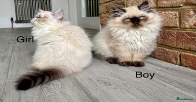 Persian cats - Advert 12
