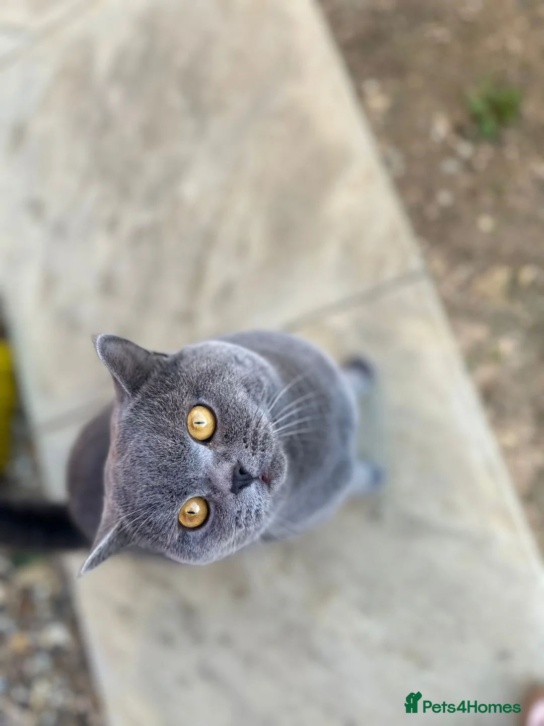 British Shorthair cats for stud: CHUNKY, GORGEOUS BSH STUD  - Advert 5