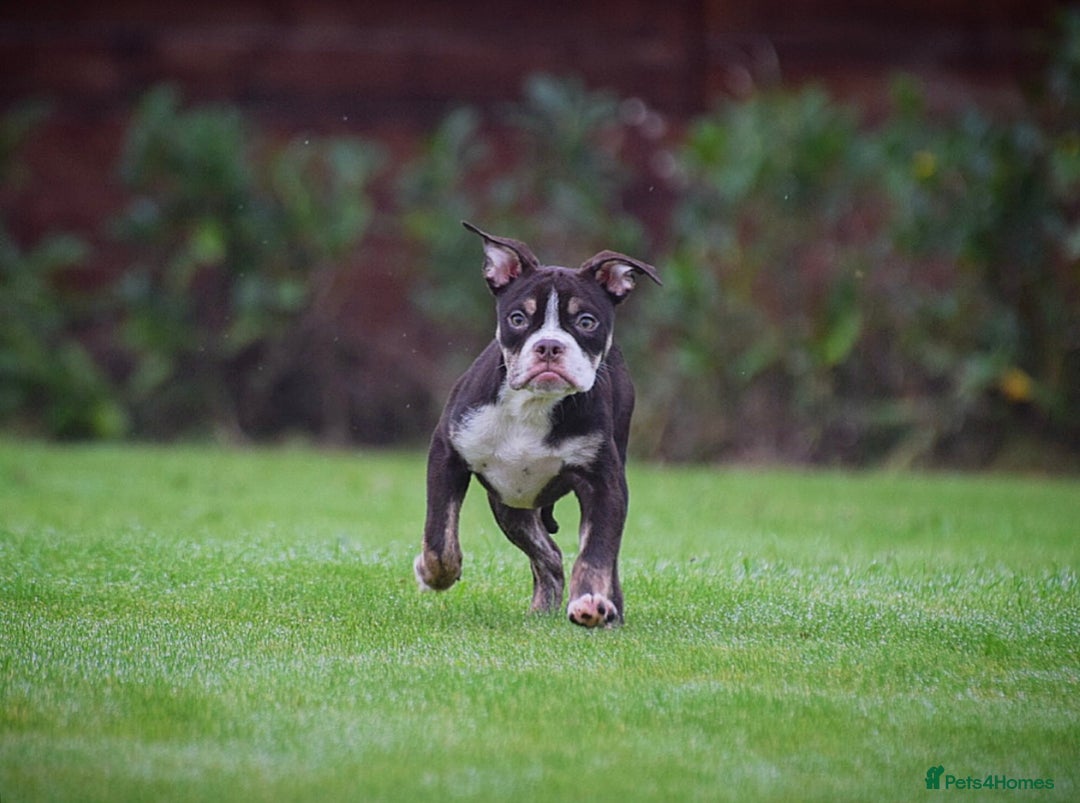 Olde English Bulldogge dogs for sale: COUNCIL APPROVED 5⭐️RATED.. 23 YEARS EXPERIENCE  - Advert 3