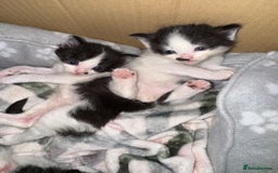 European cats for sale: Cat is looking for a new family  - Image 9