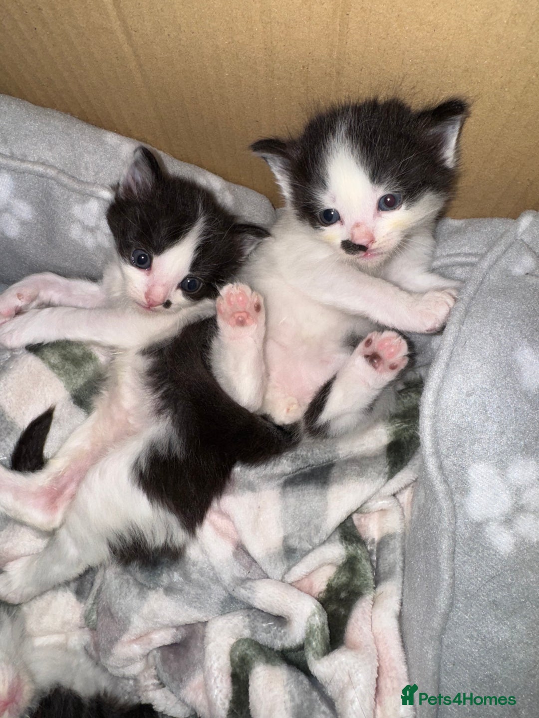 European cats for sale: Cat is looking for a new family  - Image 9