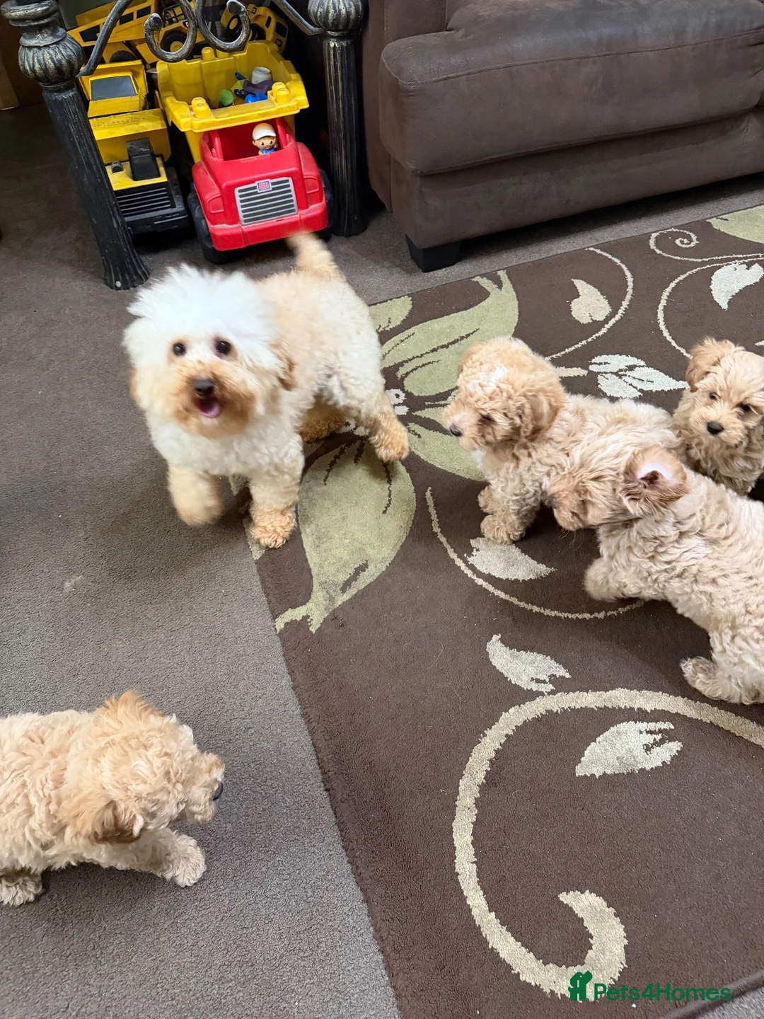 Poochon dogs for sale: Beautiful Teddy Bear Poochon Puppies  - Advert 2