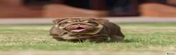 English Bulldog dogs for sale: EPIC BULLYZ PUPS - Advert 11