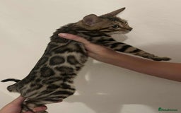 Bengal cats for sale: STUNNING TICA REGISTERED FEMALE PET/BREEDER. X - Image 6