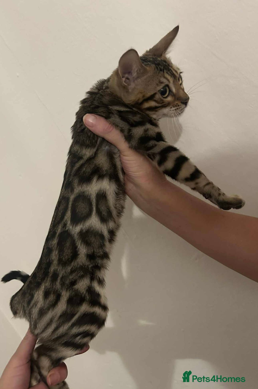 Bengal cats for sale: STUNNING TICA REGISTERED FEMALE PET/BREEDER. X - Image 6