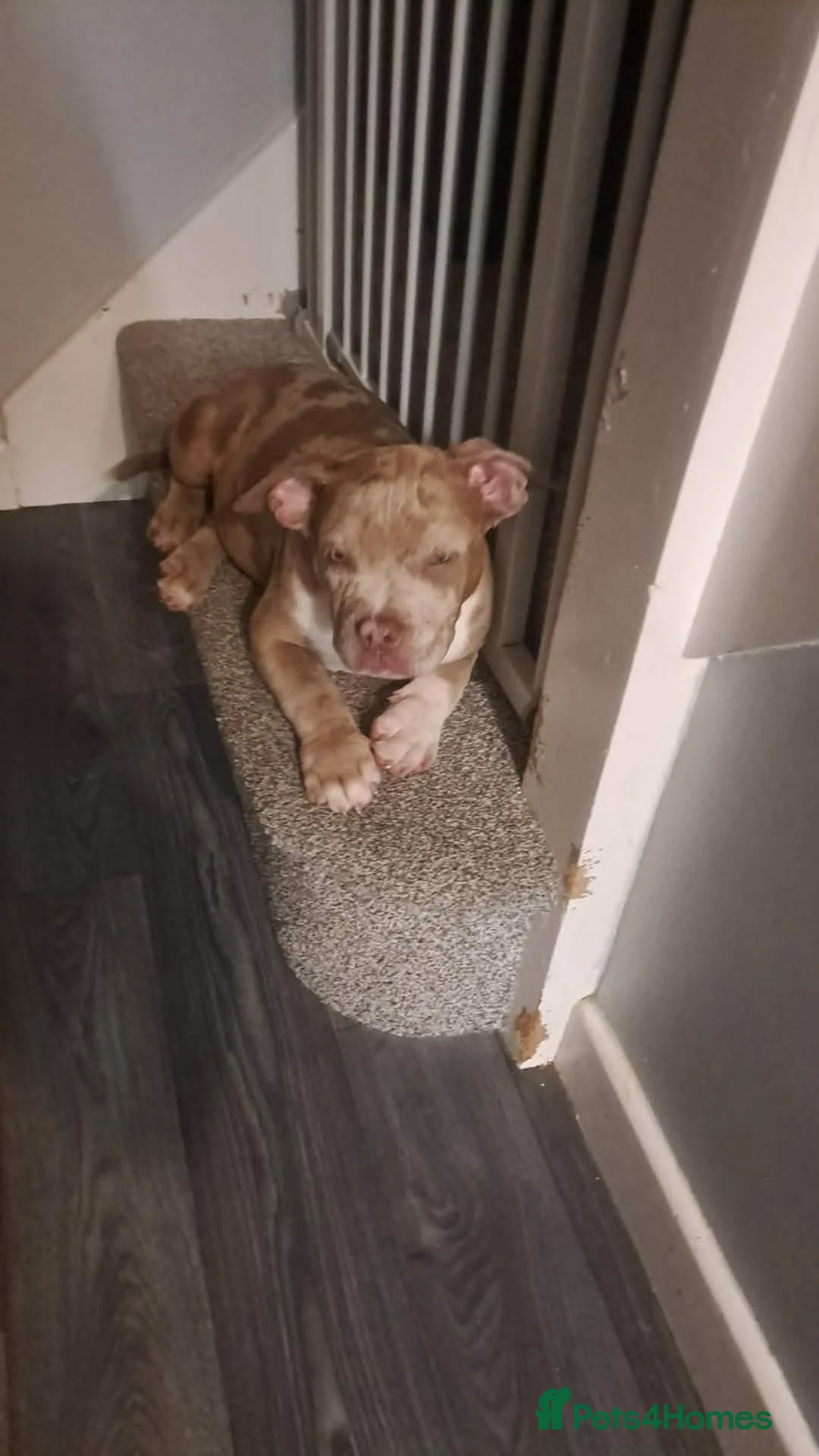 American Bully dogs for sale: Pocket Bully bitches available !  - Advert 2
