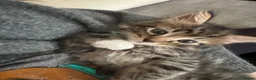 Maine Coon cats for sale: Beautiful Maine coons  in Tadley - Advert 7