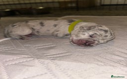 Cane Corso dogs for sale: Cane Corso Puppies  - Advert 23