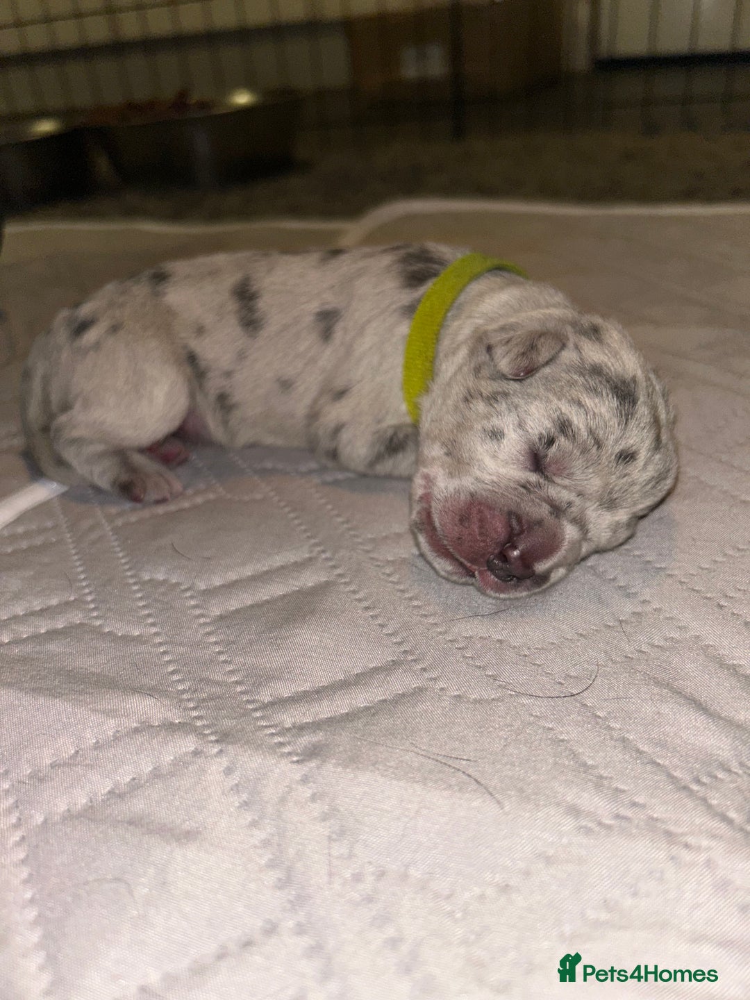 Cane Corso dogs for sale: Cane Corso Puppies  - Advert 23