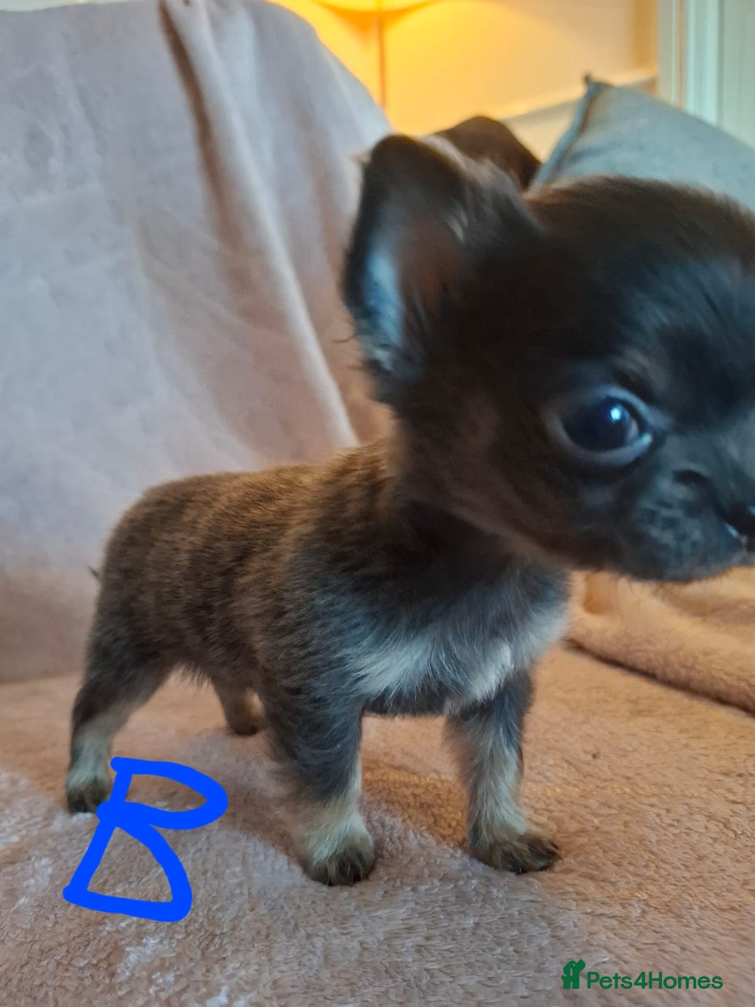 Chihuahua dogs for sale: 3 Tiny Chihuahua Pups Ready to leave  - Advert 14