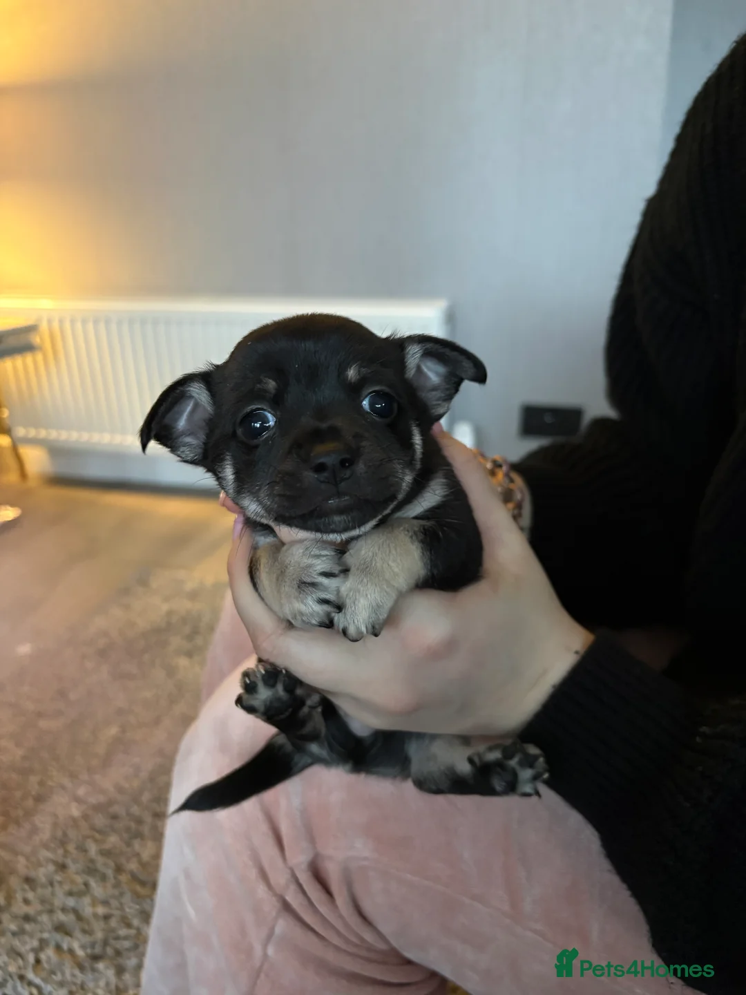 Chihuahua dogs for sale: Chihuahua puppies  - Advert 2