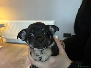 Chihuahua dogs Chihuahua puppies - Advert 5