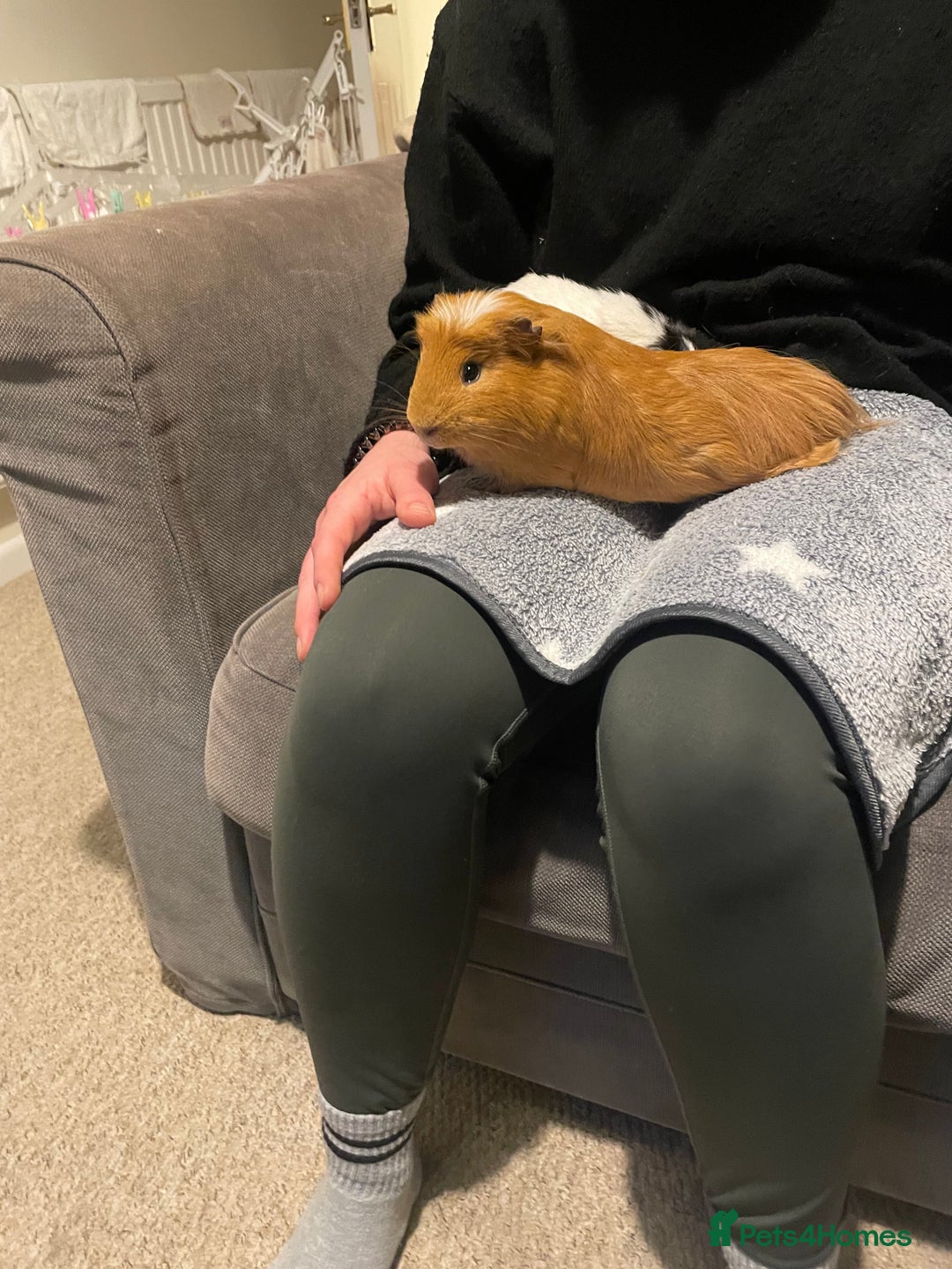 Guinea Pig rodents for sale: 2 male guinea pigs  - Advert 3