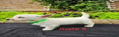 West Highland Terrier 2