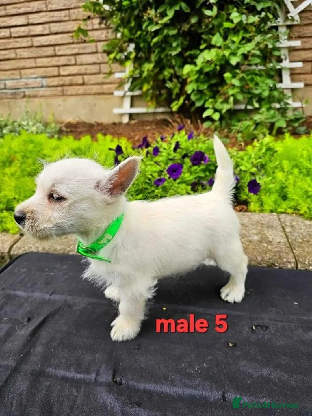West Highland Terrier dogs for sale: Settling westie - Advert 2