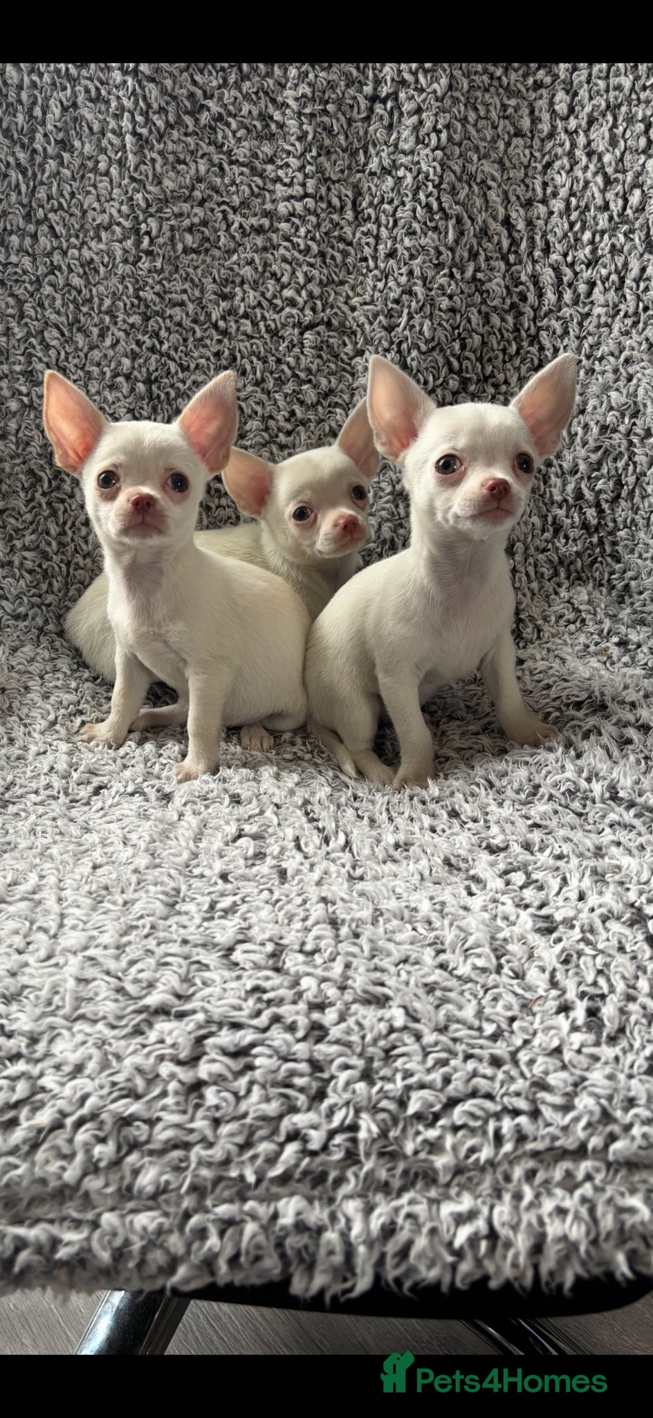 Chihuahua dogs Chihuahua puppy’s ( ready now) - Advert 17