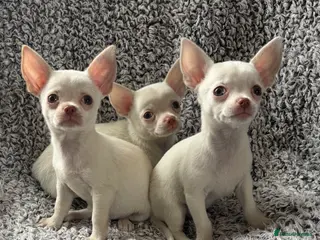 Chihuahua dogs Chihuahua puppy’s ( ready now) - Advert 1