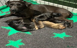 Mixed Breed dogs for sale: 6 beautiful French bulldog x Patterdale pups - Image 3