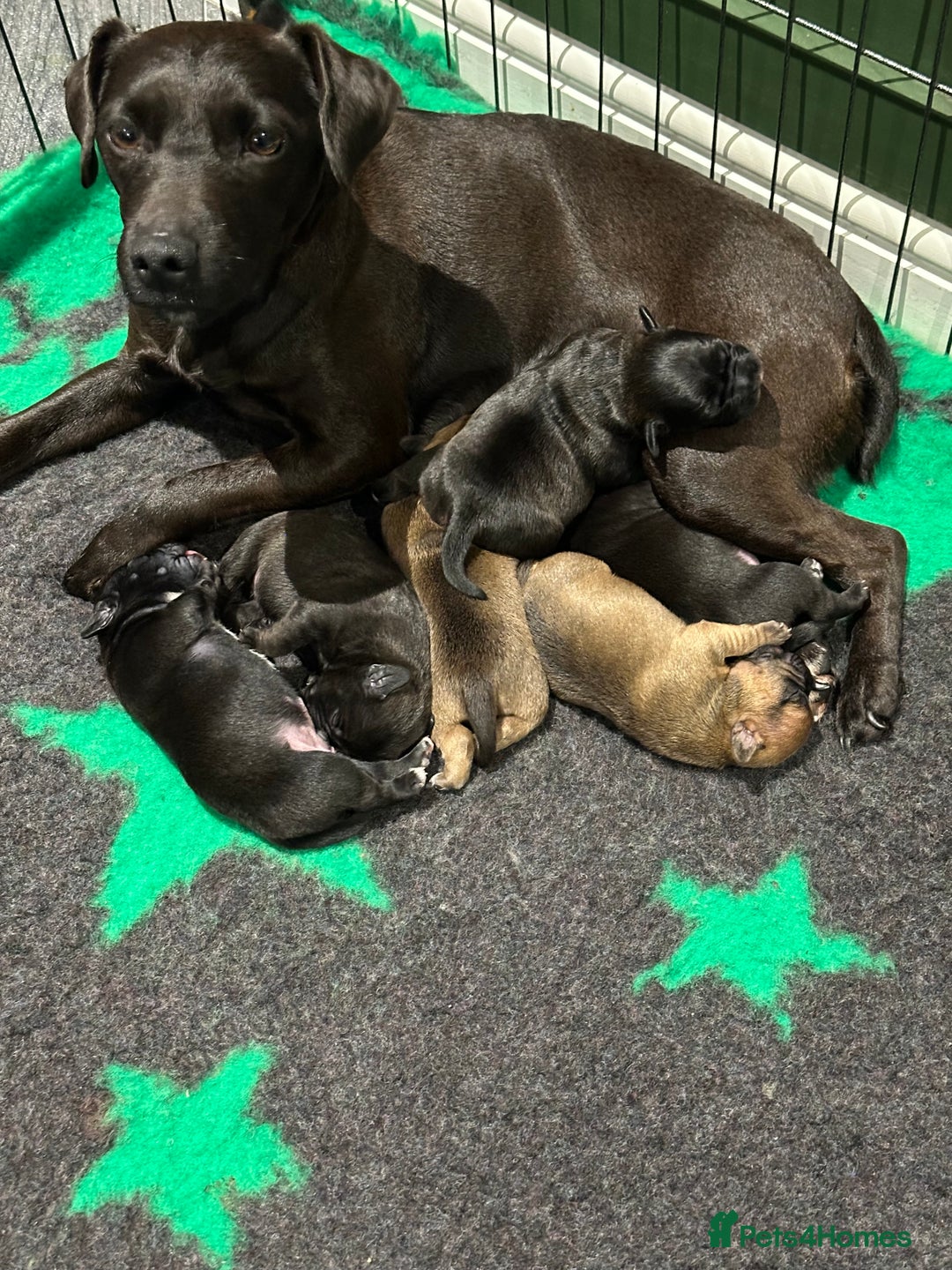 Mixed Breed dogs for sale: 6 beautiful French bulldog x Patterdale pups - Image 3