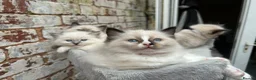 Ragdoll cats for sale: 🐾 Pure Ragdoll Kittens 🐾 - Advert 7