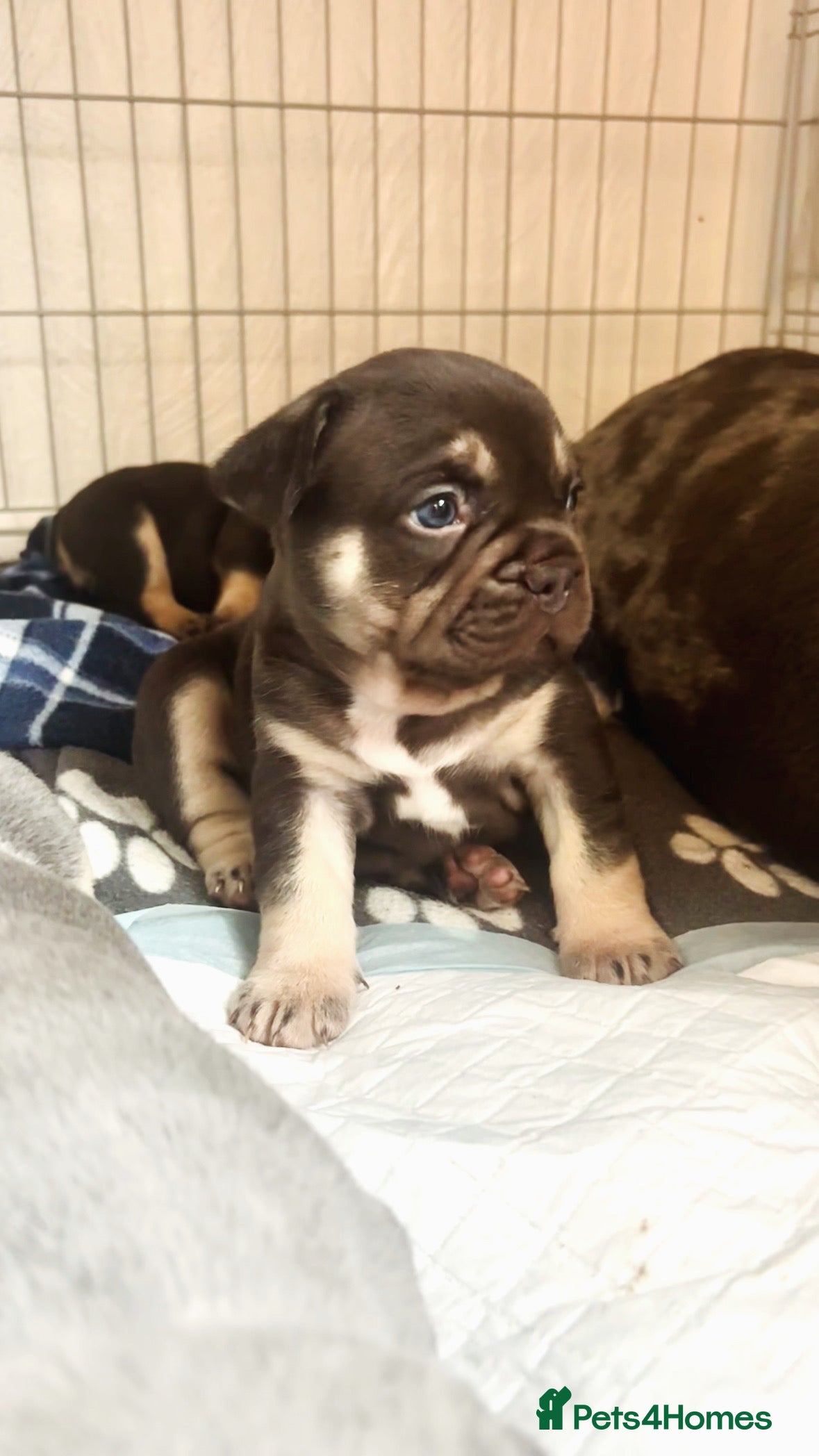 French Bulldog dogs 🤎🐻 Beautiful Quality Baby Dogs 🐻🤎 - Advert 1