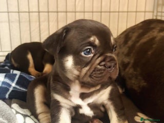 French Bulldog dogs 🤎🐻 Beautiful Quality Baby Dogs 🐻🤎 - Advert 2