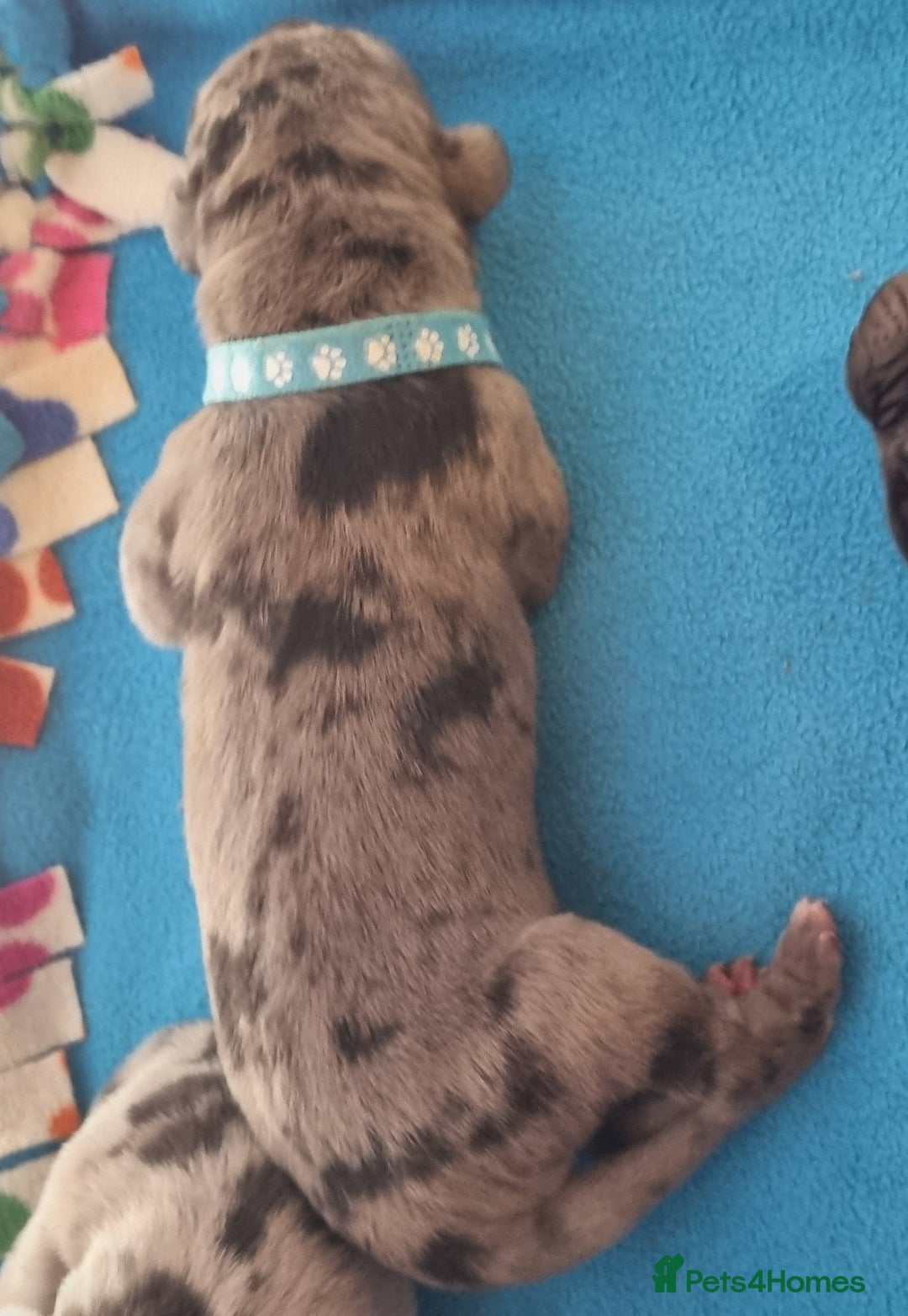 Great Dane dogs for sale: Exceptional pups, extensively health tested parent - Image 9