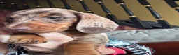 Miniature Dachshund dogs for sale: 2 super cute  dachshund babies   in Mirfield - Advert 8